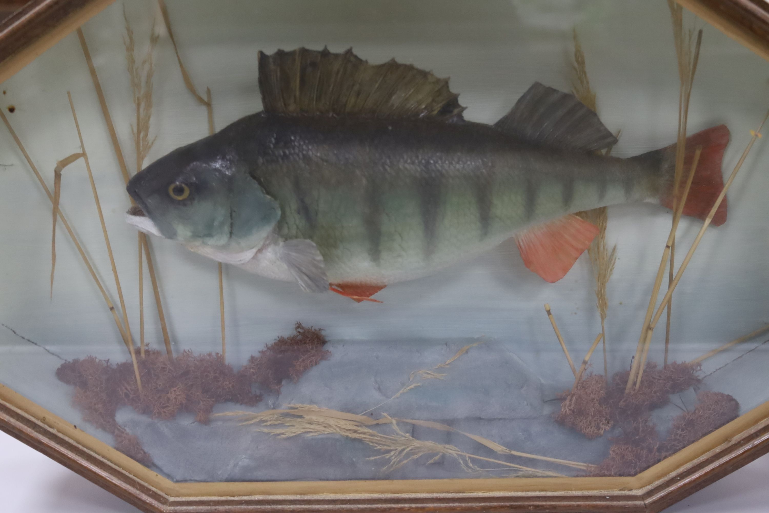 Two cased taxidermic fish, 61cm and 44cm